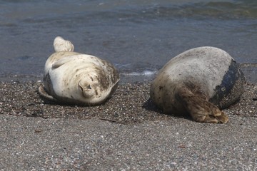 Goat Rock Beach - Sonoma County, California. Each spring a large sand spit builds up in Jenner, right at the mouth of the Russian River. Seals love hanging out at the Pacific Coast beaches.