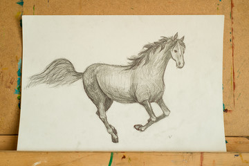 Pencil drawing of an Arabian horse, head only