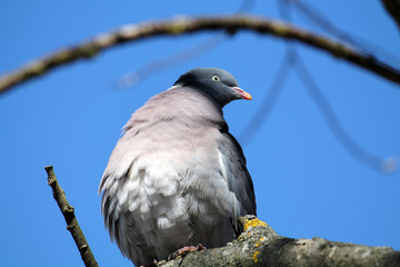 Adult Common wood pigeon (Columba palumbus) against clear blue sky