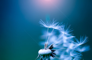 art photo of dandelion close-up on blue background
