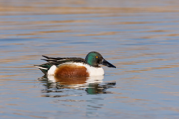 The northern shoveler (Spatula clypeata) Mestolone (male duck)
