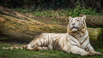 Fototapeta na wymiar The white tiger or bleached tiger (Tigre bianca del Bengala)