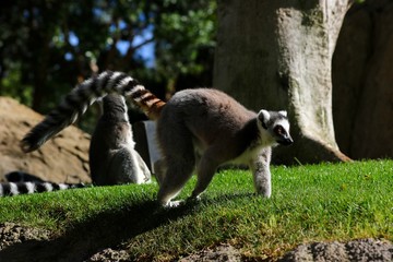 lemur en madagascar