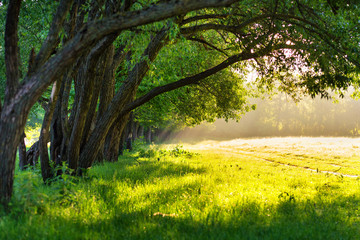 Morning light. Sunlight in green park.