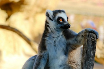 lemur en madagascar