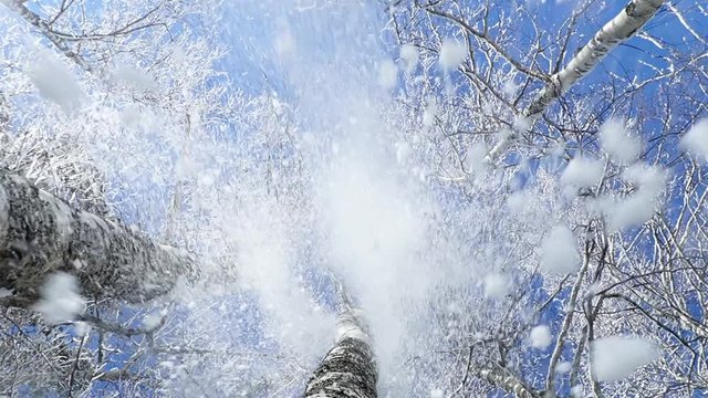 Snow falling over camera from snowy trees