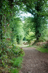 Dirt road through forest, Brittany, France
