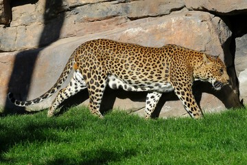 leopardo © juan