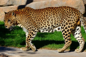 leopardo