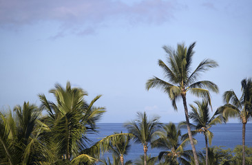 Fototapeta na wymiar Palm Trees and Ocean from Maui