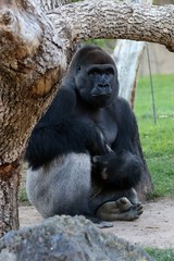 gorila