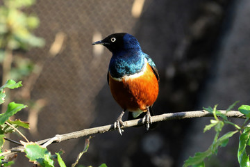 pajaro africano