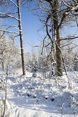 Trees in winter