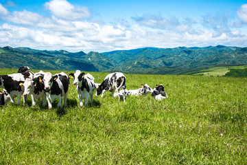 北海道の牧場　牛
