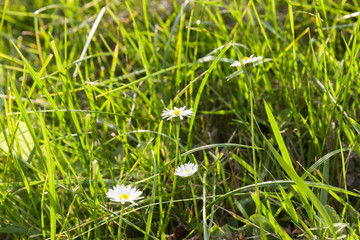 sunlit beautiful grass