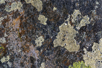 background, texture: surface of a natural granite boulder with multicolored spots of lichens