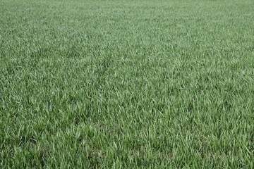 Spring winter wheat field