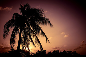 Obraz na płótnie Canvas Silhouette of a palm tree at sunset