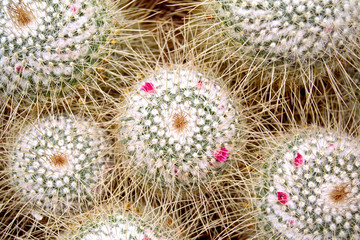 Flowering Mammillaria Cacti