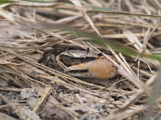 Sand crab hiding in grass