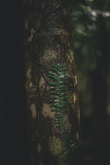 rainforest detail