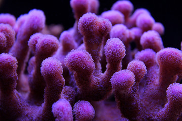 Fototapeta premium Koral SPS w akwarium morskim