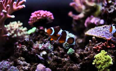 Obraz na płótnie Canvas Clownfish in aquarium
