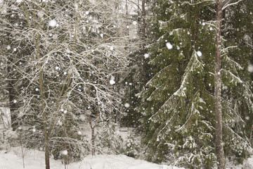 Snöfall i skogen