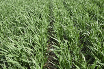 Spring winter wheat field