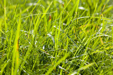 green different grass