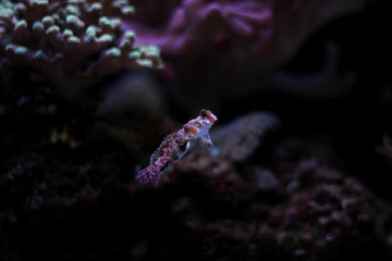 Red Dragonet mandarin fisf