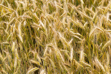 full wheat field