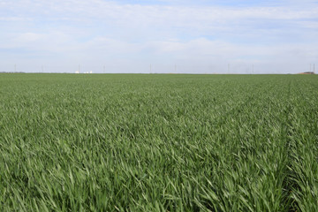 Spring winter wheat field
