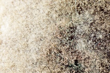natural mold texture, abstract background