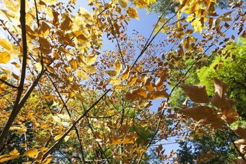 foliage of deciduous