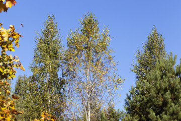 high deciduous trees