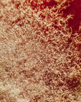 natural mold on red, abstract background