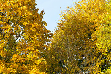 Autumn trees