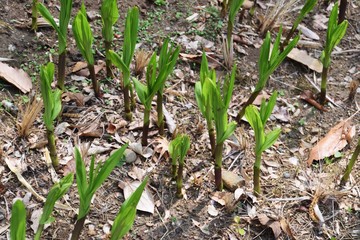 Sprouting of Hyacinth orchid