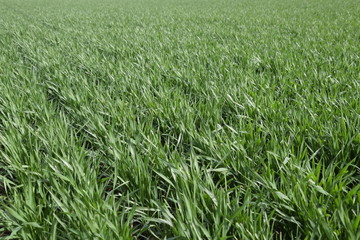 Spring winter wheat field