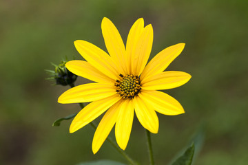 yellow flower