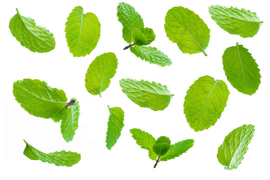 Fly fresh raw mint leaves isolated on white