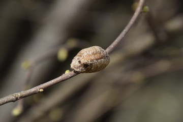 Ootheca mantis on the branches of a tree. The eggs of the insect laid in the cocoon for the winter are laid. Ooteca on a branch of hazelnut
