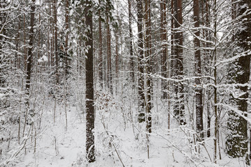 Fototapeta premium winter season