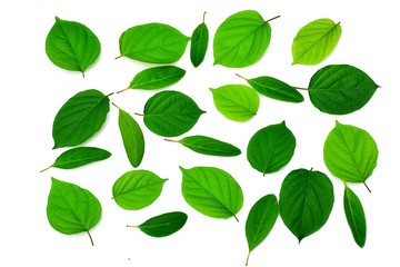 Naklejka premium Green leaves isolated on white background