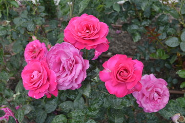 flor La Rosaleda de madrid
