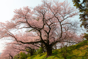 桜の木