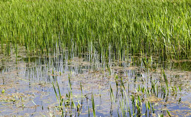 swamp grass spring