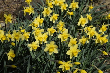 Fototapeta premium Spring flowering bulb plants in the flowerbed. Flowers daffodil yellow