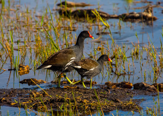 Marsh Hens Wildlife Swamp